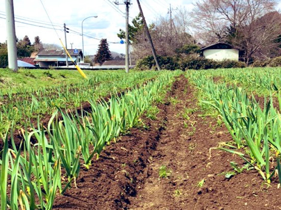 ｢城里町の畑｣